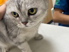 -瑞派长江宠物医院·猫科·外科·24小时夜护(谊城公寓分院)