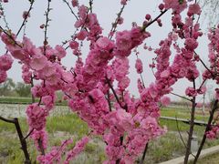 -永定河休闲森林公园