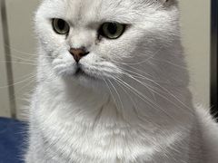 -康旭宠物医院(郑州总院)