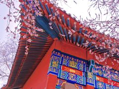 -桃花堤公园