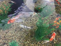 -瑞普利水族馆