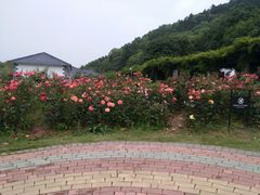 -龙寺生态园