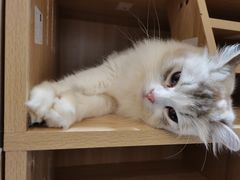 -猫域·湾主题猫咖·宠物吧(南坪城市广场店)