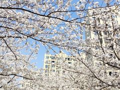 -高东镇樱花园