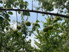 -广东中医药博物馆