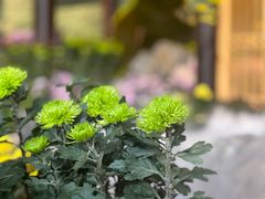 -杭州植物园
