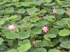 -天津东丽湖风景区