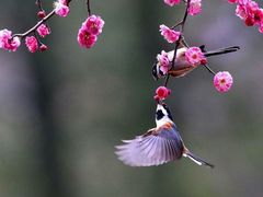-秋叶原电器街