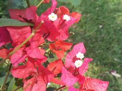 -阿一猪红汤(东风西路店)