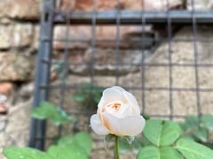 -金陵花卉交易市场