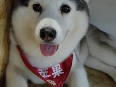 -Husky Go! 哈士奇体验馆·宠物咖啡厅狗咖