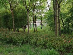 -昆山城市生态森林公园