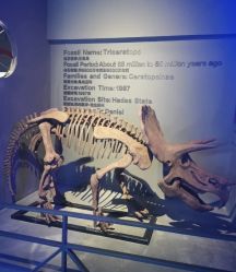 -恐龙探索乐园(磁器口店)