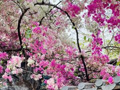 -深圳国际园林花卉博览园
