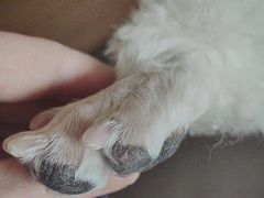 -美联众合动物医院·24h京西诊疗中心