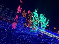 -杭州湾海上花田景区