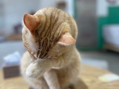 -藏猫猫咖啡主题馆(中央大道店)