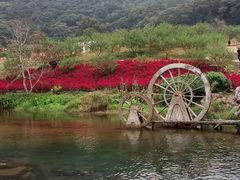-广州市石门国家森林公园