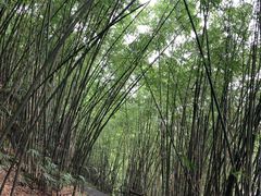 -铁山坪森林公园