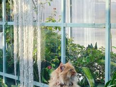 -猫小院猫主题咖啡厅(北锣店)