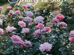 -上海滨江森林公园