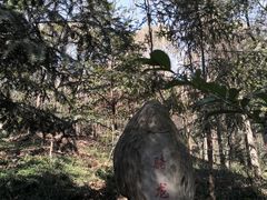 -上海佘山国家森林公园天马山园