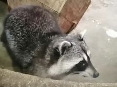 -萌宠奇缘