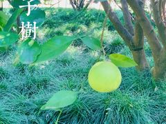 -新虹桥中心花园