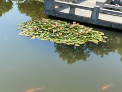 -金银湖国家城市湿地公园