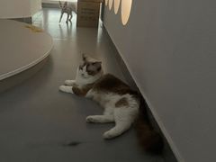 -琪喵猫屋·撸猫猫咖·猫舍