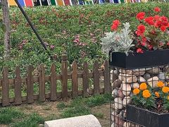 -荷兰花海