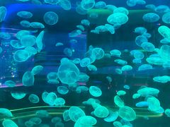 -上海海昌海洋公园