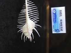 -贝壳梦幻世界