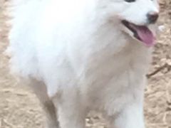-宠福鑫康馨动物医院·骨科·眼科