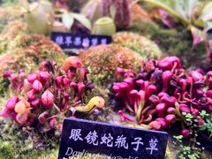 -中国科学院西双版纳热带植物园
