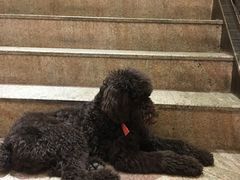 -more than meow吴止猫主题餐厅(承德 中船汇店)