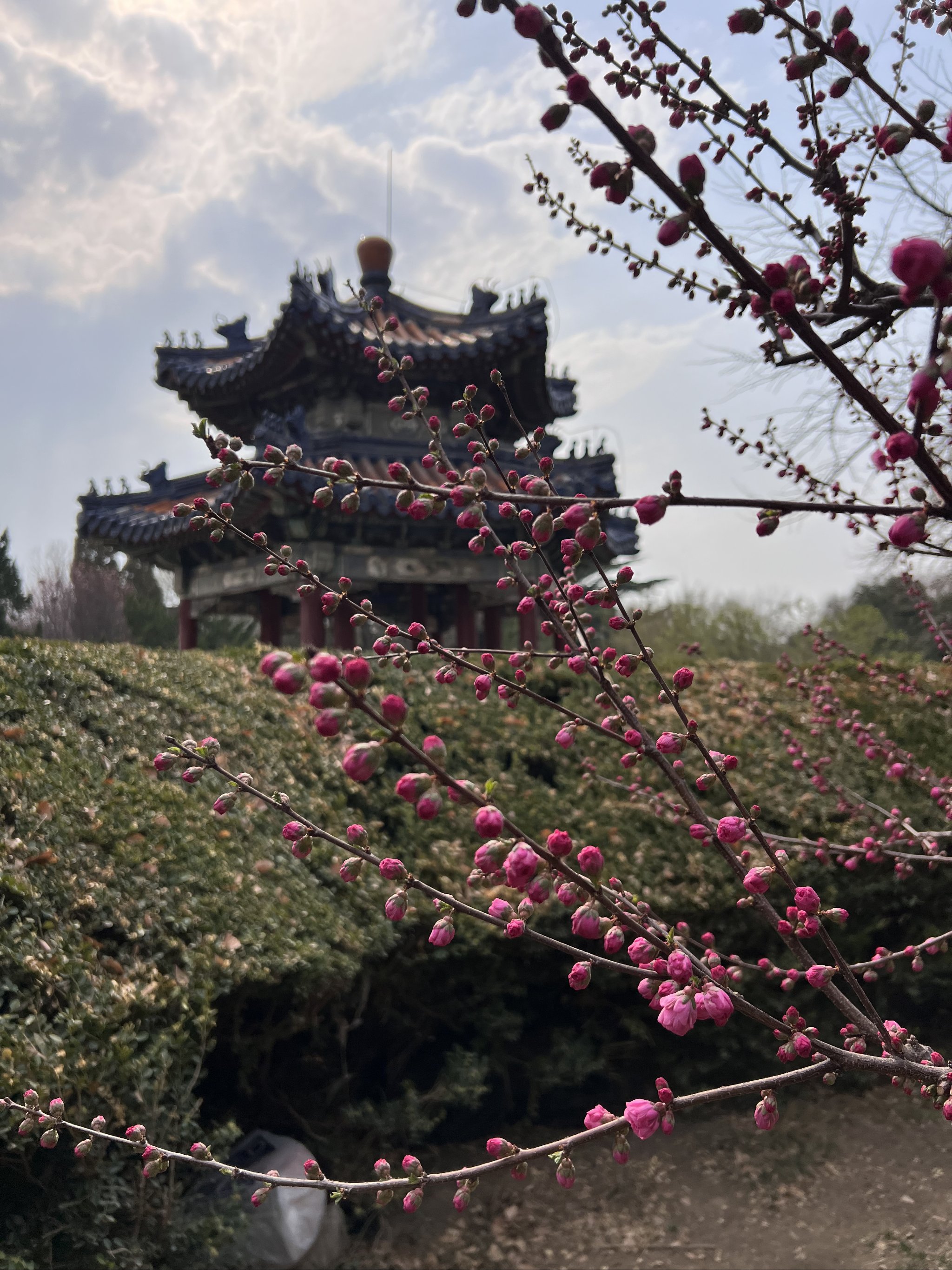 天坛公园梅花图片