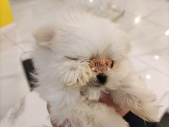 -宠爱多约克夏马尔济斯泰迪小型犬专卖