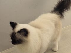 -共舞时光猫咖·狗咖(新街口店)
