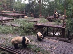 -成都大熊猫繁育研究基地