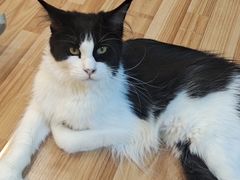 -喵园·猫主题咖啡厅·撸猫·猫咖(国贸店)