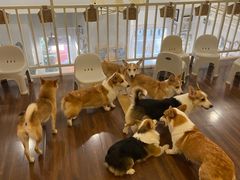 -柯斗斗主题餐厅·狗咖·围炉煮茶·茶饮(国瑞升平里店)