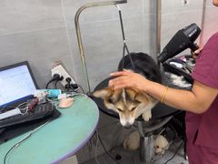 -宠福鑫康馨动物医院·骨科·眼科