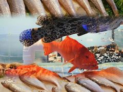 -金苑海鲜酒家(来魅力店)