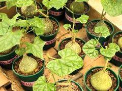 -龙大花卉苗木市场