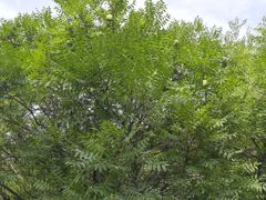 -长春公园(普阳街道)