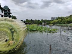 -桂湖森林公园