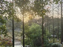 -铁山坪森林公园