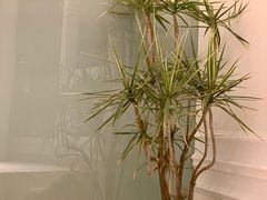 -ELUNE艾露恩·人良斋西餐厅