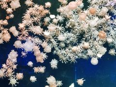-珠海长隆海洋王国